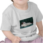 Fourgon persan de Persan, blanc et bleu T-shirt