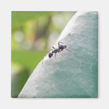 Fourmi noire ensoleillée magnets pour réfrigérateur