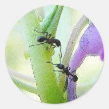 Fourmis dans des mes plantes autocollants