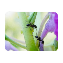 Fourmis dans des mes plantes magnet en vinyle
