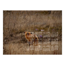 Fox, der die Krokusse schnüffelt; Kalender 2013 Kunstphotos