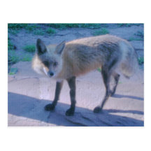 Fox sur le porche cartes postales