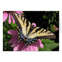 Frack auf Echinacea Karte