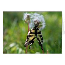 Frack-Schmetterling Grußkarte