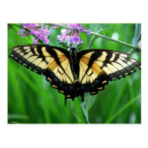 Frack-Schmetterling Postkarte
