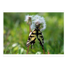 Frack-Schmetterling Postkarten