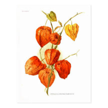 Franchetti d'alkekengi de Physalis Carte Postale
