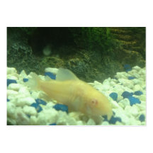 Francis le poisson-chat albinos cartes de visite professionnelles