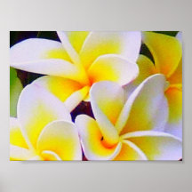 Frangipani Plakat