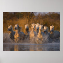 Frankreich, Provence. Weiße Camargue Pferde Posterdrucke