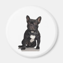 Französische Bulldogge Kühlschrankmagnete