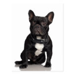 Französische Bulldogge Postkarte