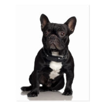 Französische Bulldogge Postkarte