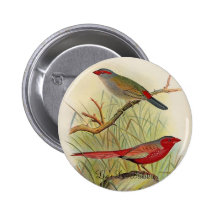 Frohawk - Sydney Waxbill et Feu-Pinson australien Pin's