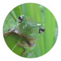 Frosch-Aufkleber