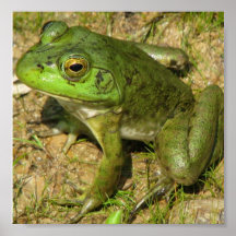 Frosch-Entwurfs-Plakat-Druck
