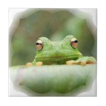Frosch mustert Fliese
