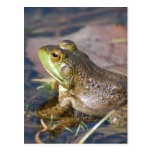 Frosch-Postkarte