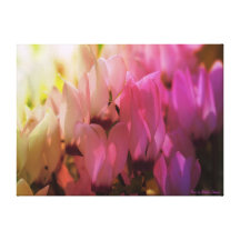 Frühling Cyclamen Leinwand Druck