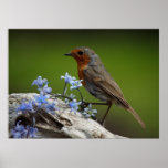 Frühling Robin Plakatdruck