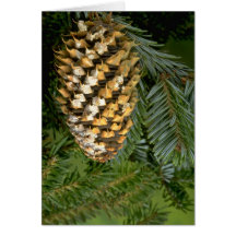 Fruits arboricoles de sapin (abies des espèces) carte de vœux