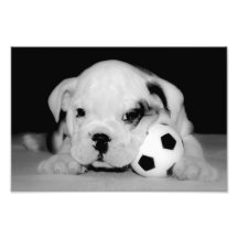 "Fußball-Welpen-" englische Bulldogge Photo Drucke