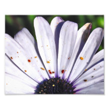 Gänseblümchen Fotos