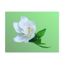 Gardenia