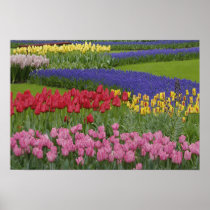 Garten der Tulpen, Trauben-Hyazinthe und
