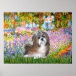 Garten Shih Tzu (braun-weiß) - Posterdruck