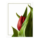 Geburt einer Frühlings-Rot-Tulpe Postkarte