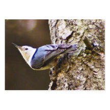 Gelbe u. blaue Vogel-Trading Card Visitenkarten Vorlage
