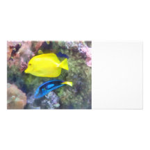 Gelbe und blaue Tang-Fische Personalisierte Foto Karte