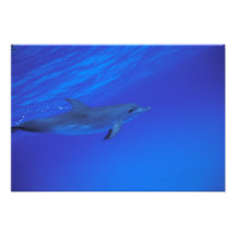 Gepunkteter Delphin Karibischer Meere, Bahamas Photo Drucke
