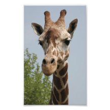 Girafe mignonne art photographique