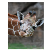 Giraffen-Postkarte
