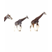 Giraffen