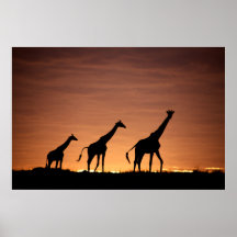 Giraffes at Sunset Plakat
