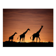 Giraffes at Sunset Postkarte