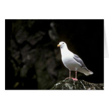 Glaucous-winged Möve Karten
