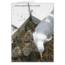 Glaucous-winged Möven-Familien-Karte