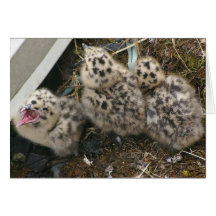Glaucous-winged Möven-Küken-Karte