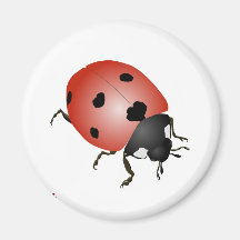 Glückskäfer Magnet Magnets