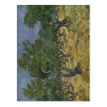 Gogh, Technik 1889 Vincents van Olivenhain? L auf Postkarten