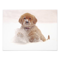 Golden retriever-Welpe im Schnee