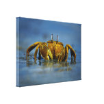 Goldene Krabbe durch den SeeLeinwand-Druck Galerie Faltleinwand