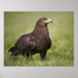 Goldener Adler Plakate