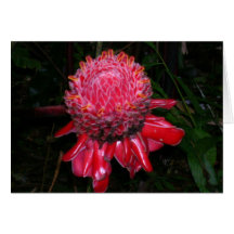 Grande carte rouge de fleur