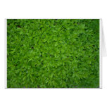 Gras Karten