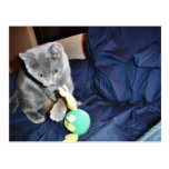 Graue spielende Katze zu Hause Postkarten